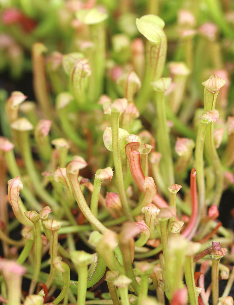 Graines de sarracenia mix - 0