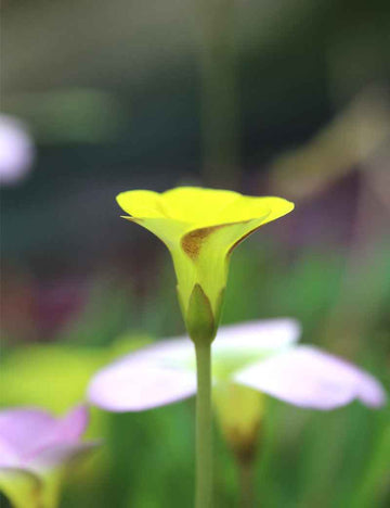Oxalis versicolor 'Golden Cape'