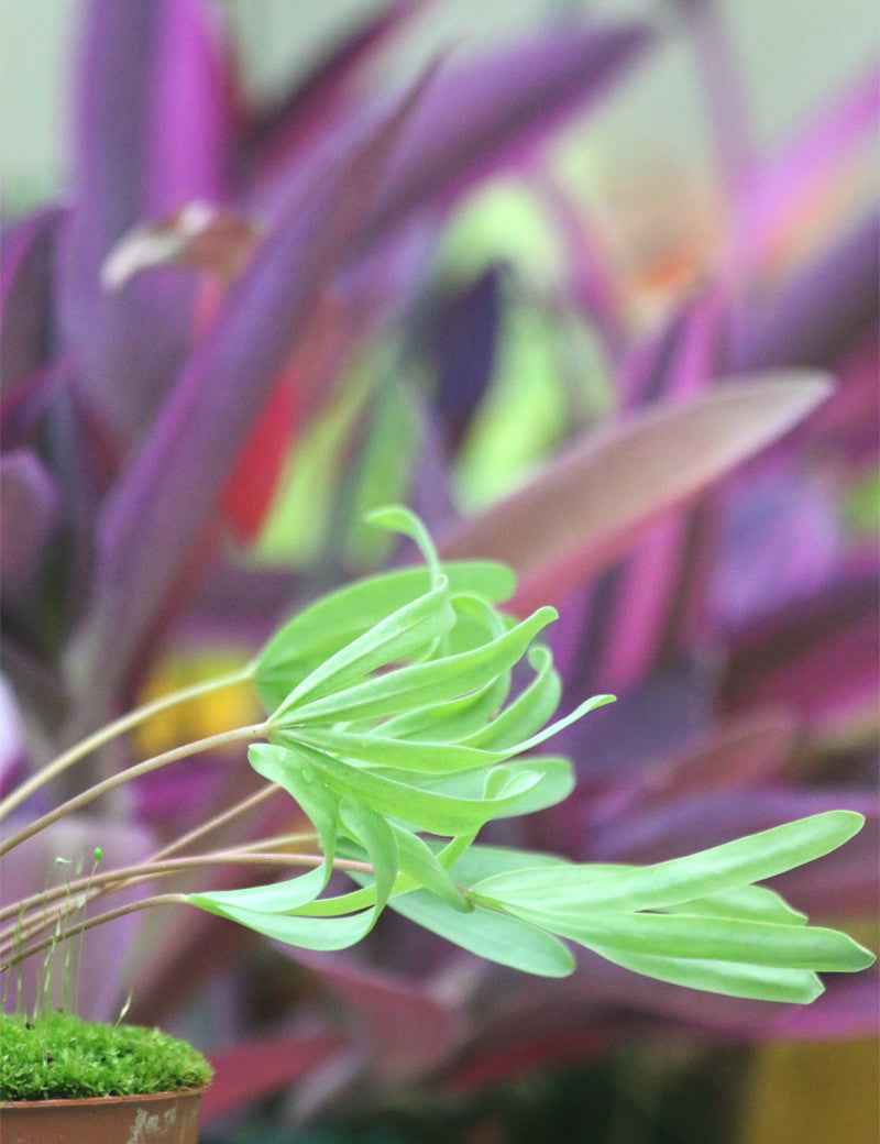 Oxalis versicolor 'Golden Cape'