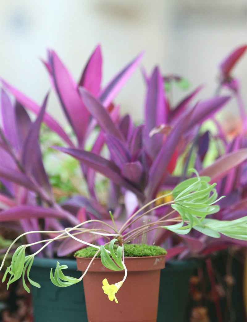 Oxalis versicolor 'Golden Cape'