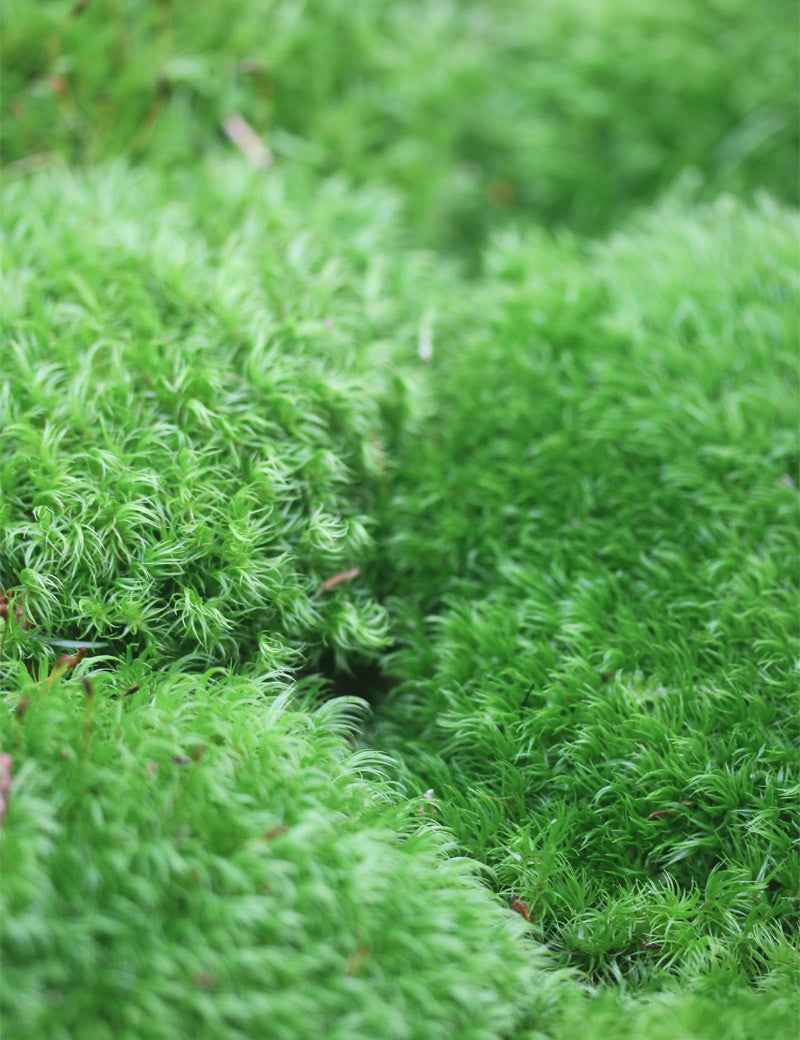 Mousse dicrane en balai - Dicranum scoparium