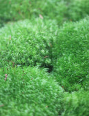 Mousse dicrane en balai - Dicranum scoparium