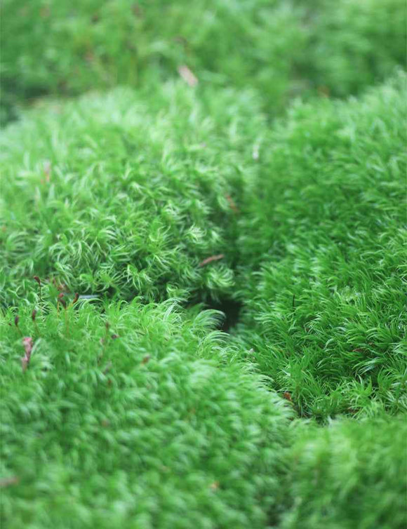 Mousse dicrane en balai - Dicranum scoparium