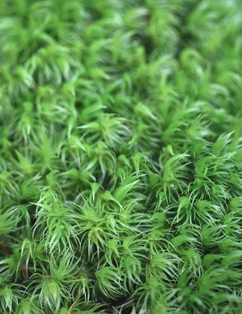 Mousse dicrane en balai - Dicranum scoparium
