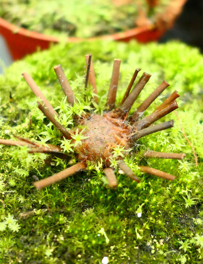 Drosera filiformis clone 2 - Plante carnivore unique et fascinante