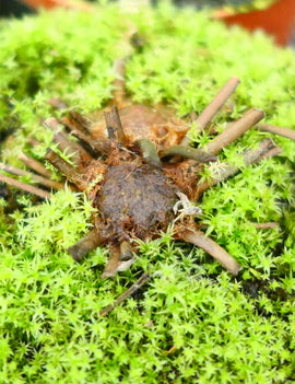Drosera filiformis tracyi - Plante carnivore exceptionnelle à découvrir