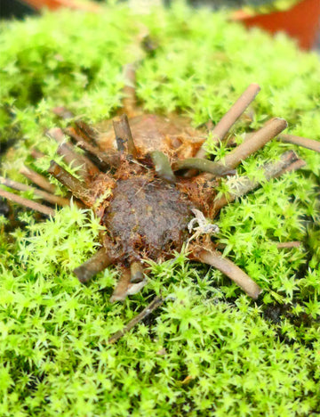 Drosera filiformis tracyi - Plante carnivore exceptionnelle à découvrir