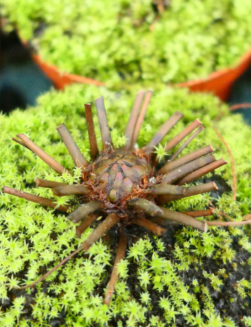 Drosera filiformis 'florida giant'