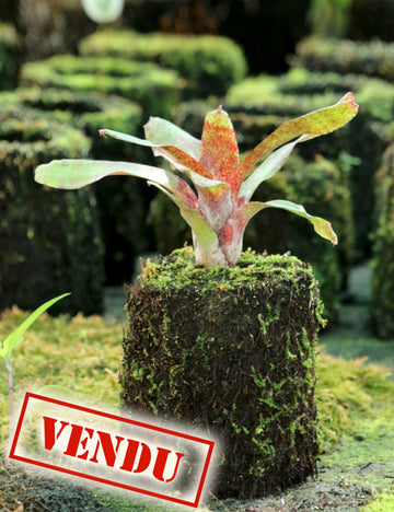 Neoregelia atlantis raciné en xaxim - 0
