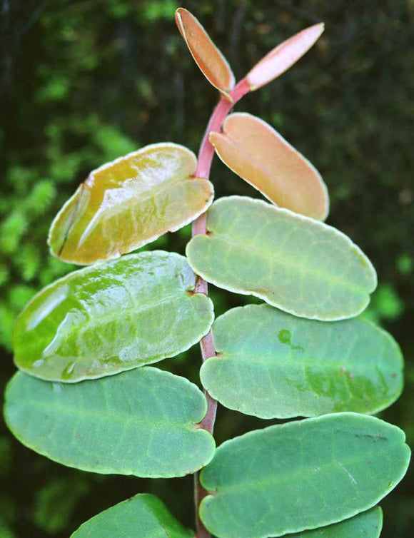 Marcgravia sintenisii