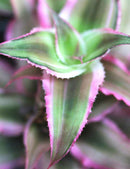 Cryptanthe bivittatus pink