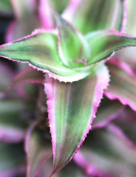 Cryptanthe bivittatus pink