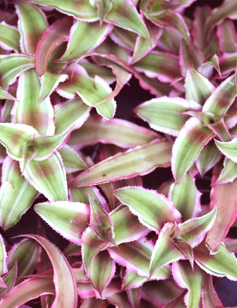 Cryptanthe bivittatus pink
