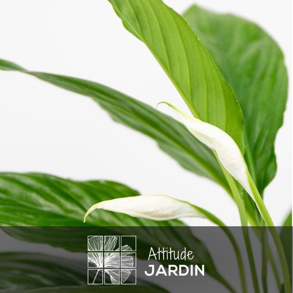 Spathiphyllum 80 cm - clicktofournisseur.com