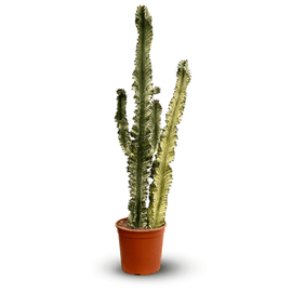 Euphorbia Eritrea Variégata 110 cm - clicktofournisseur.com