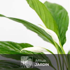 Spathiphyllum 120 cm - clicktofournisseur.com