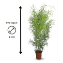 Rhus Viminalis Faux Bambou 150 cm - clicktofournisseur.com