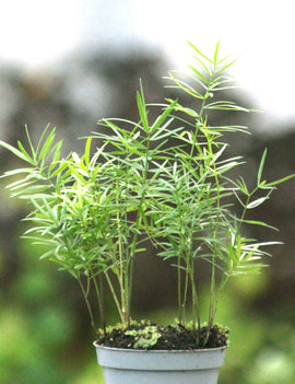 Asparagus densiflorus - 0