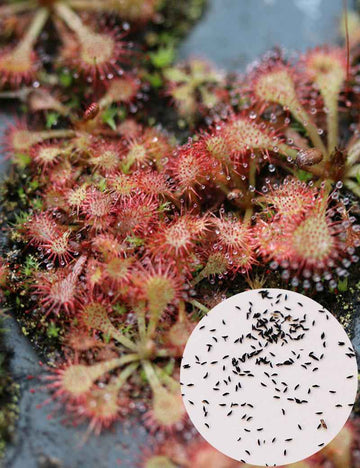 Graines de Drosera spatulata sp.