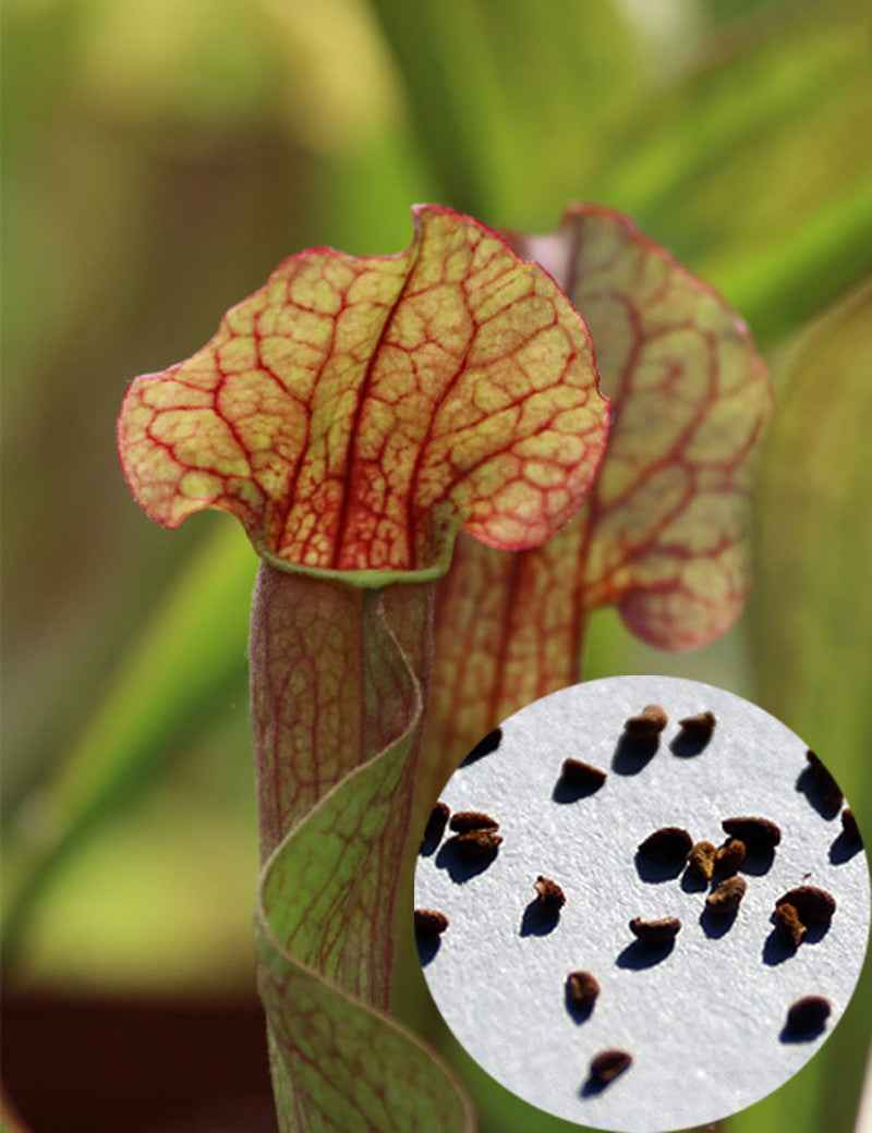 Graines de Sarracenia x mitchelliana x (purpurea x oreophila)