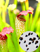 Graines de sarracenia x excellens x rubra