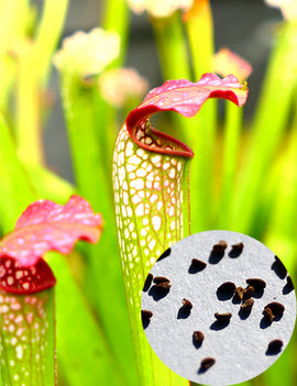 Graines de sarracenia x excellens x rubra