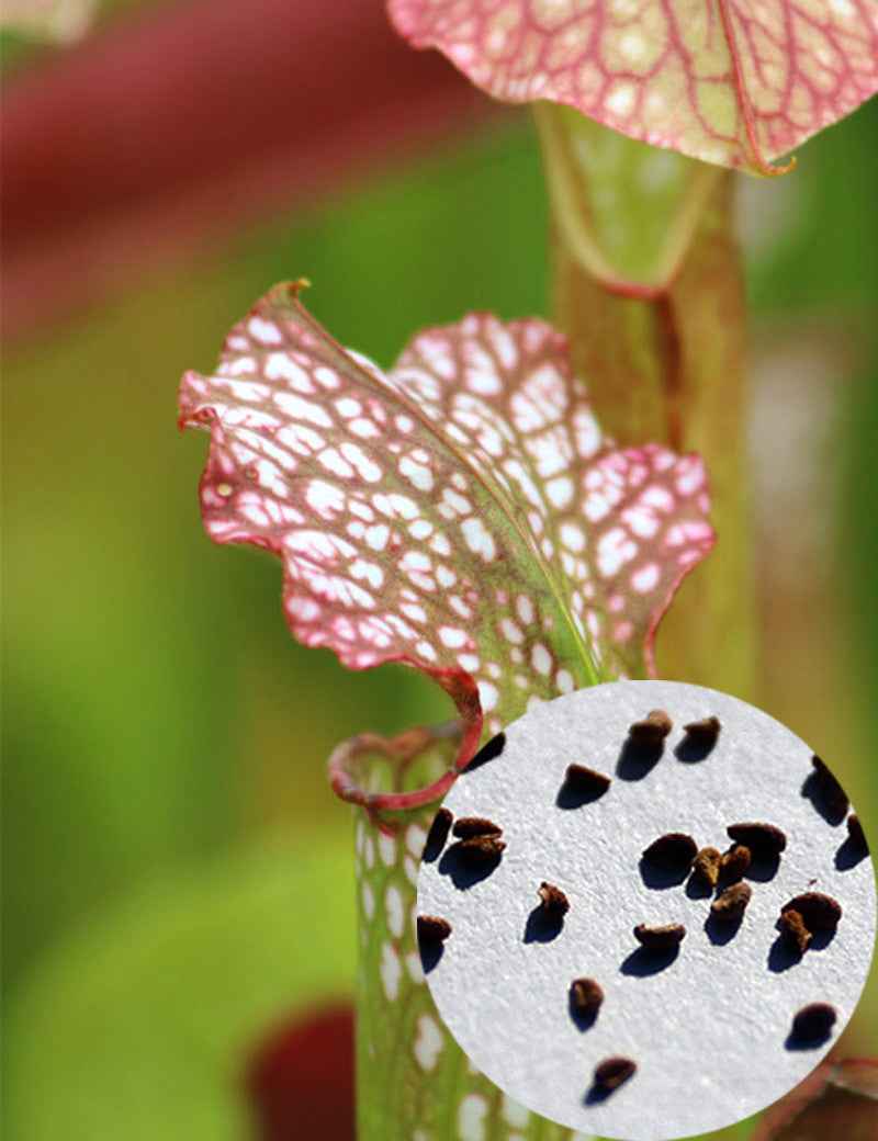 Graines de Sarracenia x excellens x minor x leucophylla