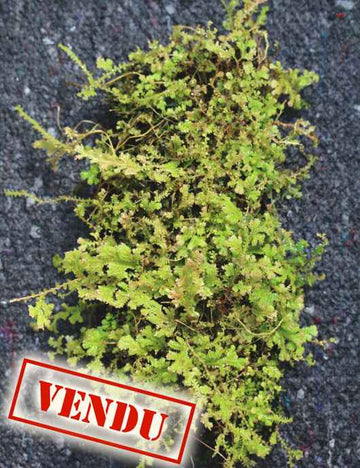 Plaque xaxim entière - Selaginella uncinata -