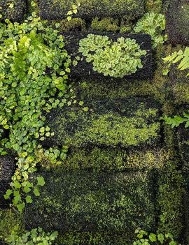 Plaque en Xaxim 25 x 10 x 2,5 cm en culture