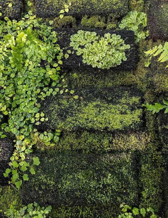 Plaque en Xaxim 25 x 10 x 2,5 cm en culture