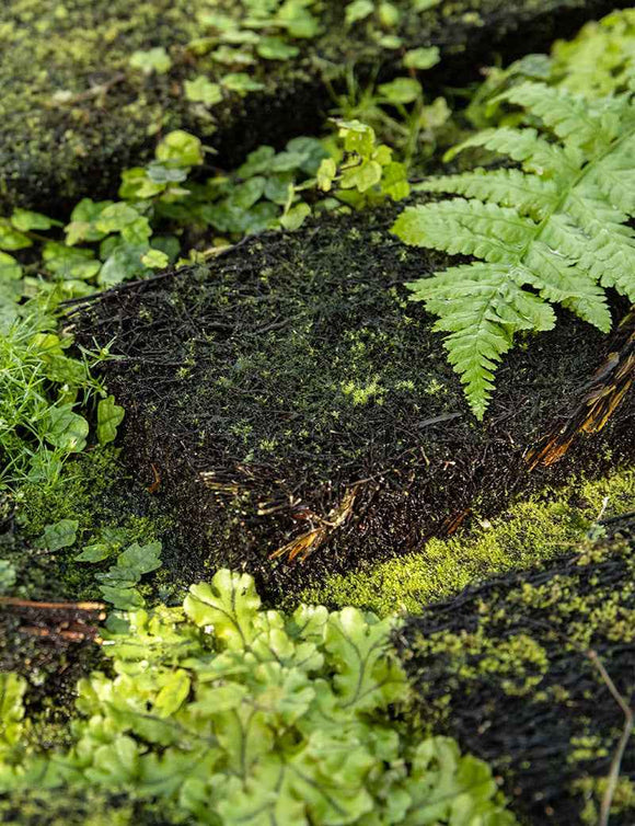 Plaque en Xaxim 25 x 10 x 2,5 cm en culture