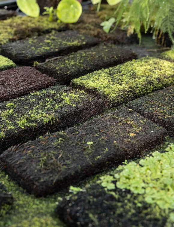 Plaque en Xaxim 25 x 10 x 2,5 cm en culture