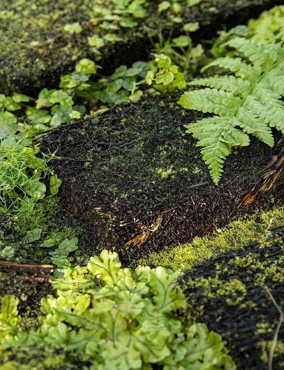 Plaque en Xaxim 25 x 10 x 2,5 cm en culture