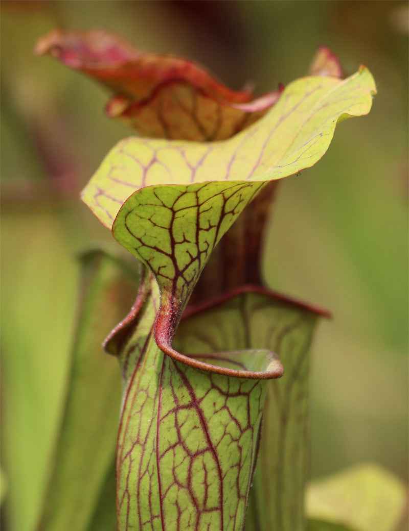 Sarracenia oreophila sand montain