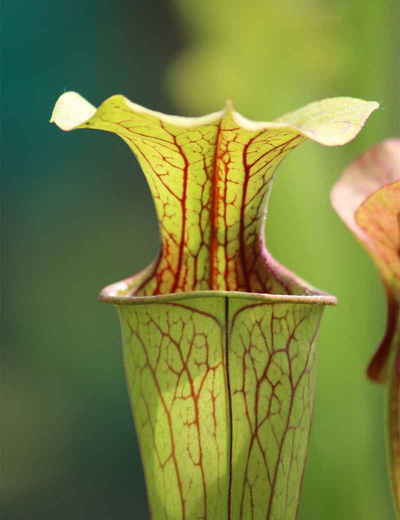 Sarracenia oreophila sand montain