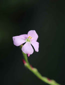 Drosera capensis 'feuilles poilues'