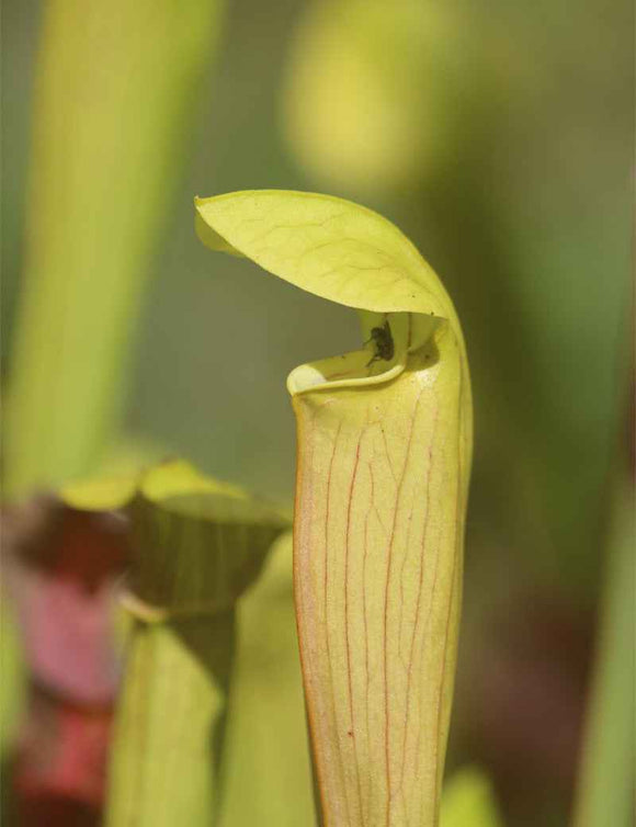Sarracenia alata citronelle