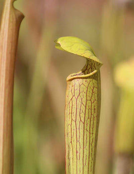 Sarracenia alata citronelle