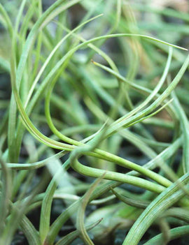 Tillandsia baileyi - 20 à 25 cm