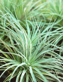 Tillandsia Houston