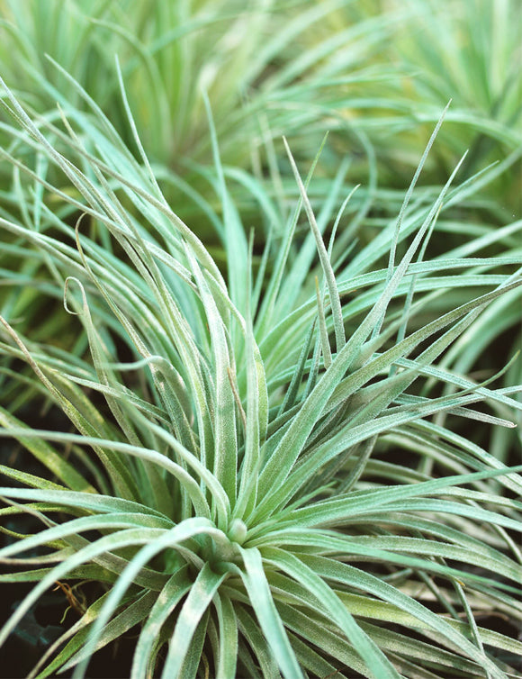 Tillandsia Houston