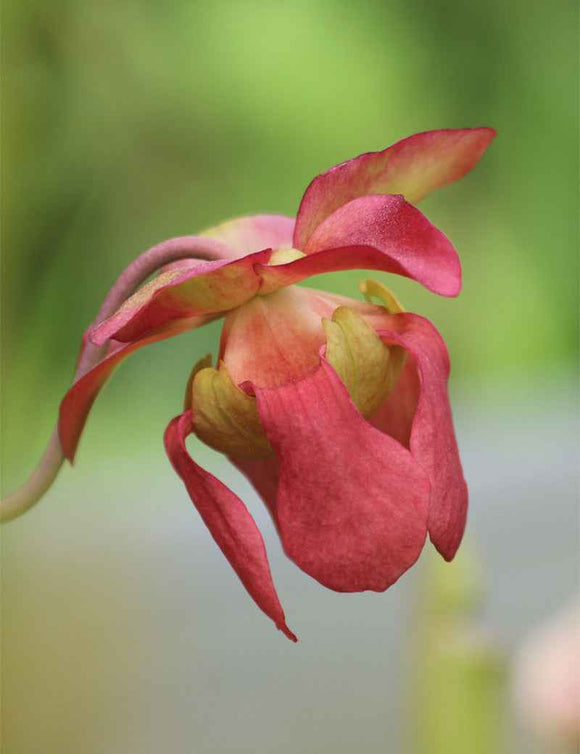 Graines de Sarracenia leucophylla 'white top' x (x mitchelliana)