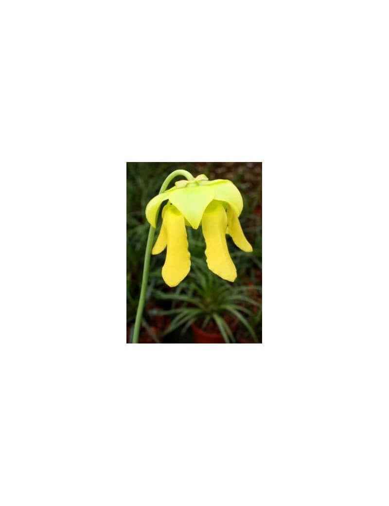 Graines de Sarracenia Flava var. maxima