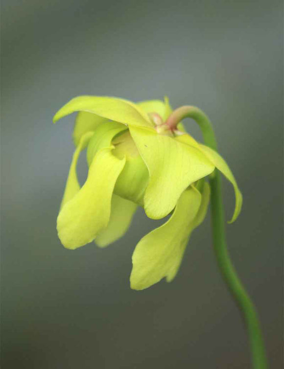 Graines de Sarracenia oreophila sand montain