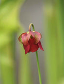 Graines de Sarracenia rubra ssp. wherryi