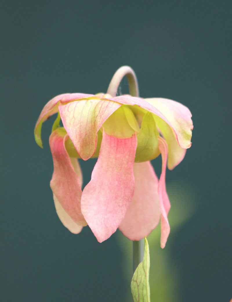 Graines de Sarracenia x 'Daniel Rudd'