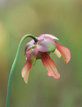Graines de Sarracenia x 'Evendine'