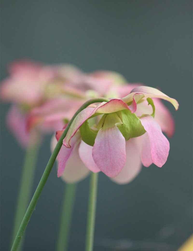 Graines de Sarracenia x mitchelliana x (purpurea x oreophila)