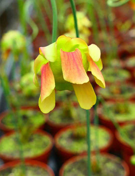Graines de Sarracenia x Moorei