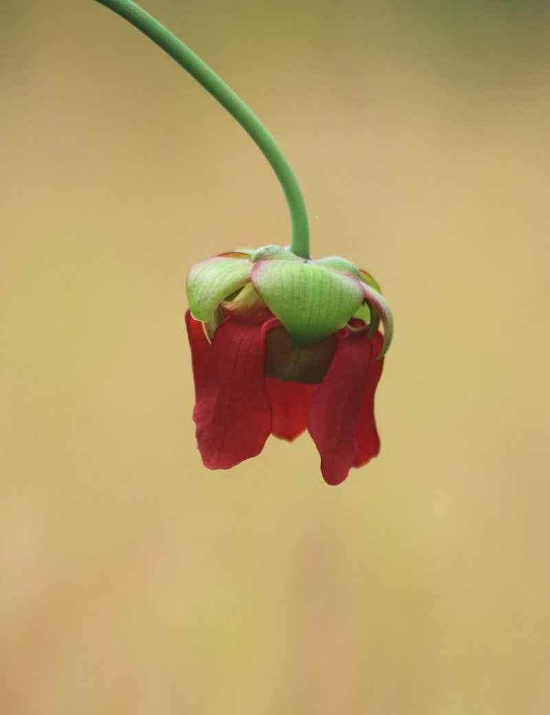 Graines de Sarracenia x stevensii forme blanche
